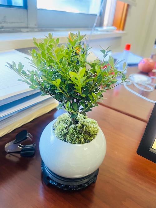 桌面绿植养护：科技人的自然角落